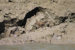 Leistes militaris