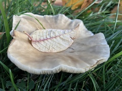 Lepista personata
