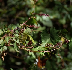 Phytolacca americana rigida