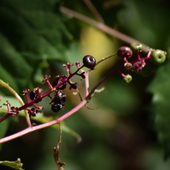 Phytolacca americana rigida