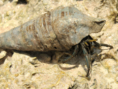 Clibanarius humilis