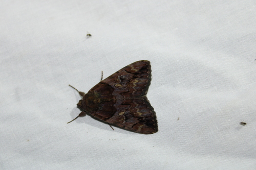 Little Wife Underwing photo 4
