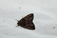 Catocala muliercula