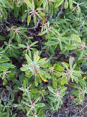Rhododendron canadense