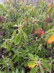 Rhododendron canadense