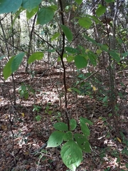 Styracaceae