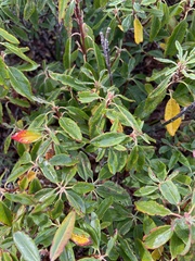 Rhododendron canadense