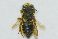 Megachile albitarsis