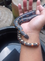 Cylindrophis ruffus