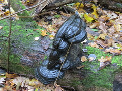 Phellinus nigricans