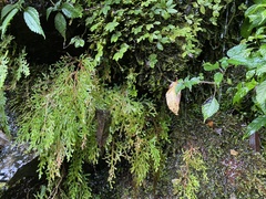 Selaginella labordei