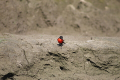 Leistes militaris