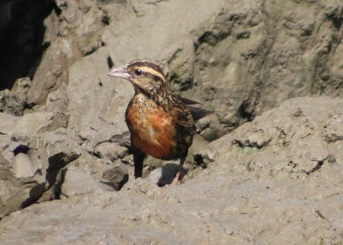 Red-breasted Meadowlark