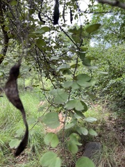 Bauhinia racemosa