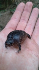 Breviceps verrucosus