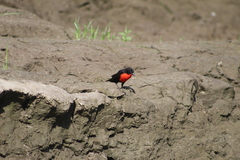 Leistes militaris
