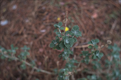 Marrubium