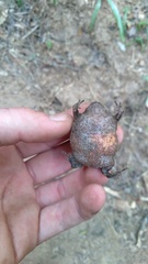 Breviceps verrucosus