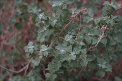 Marrubium
