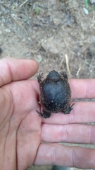 Breviceps verrucosus