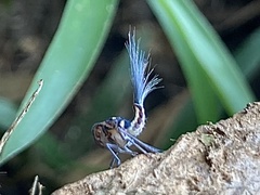 Nogodinidae