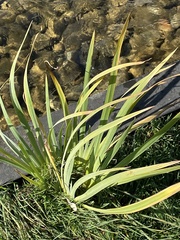 Narcissus