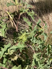 Datura quercifolia