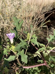 Datura quercifolia