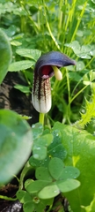 Arisarum simorrhinum