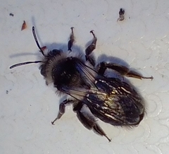 Andrena cineraria