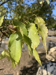 Pachypsylla celtidismamma