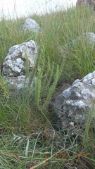 Syncolostemon