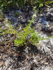 Eryngium aromaticum