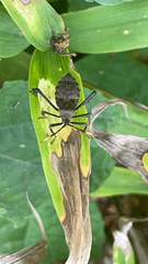 Acanthocephala terminalis