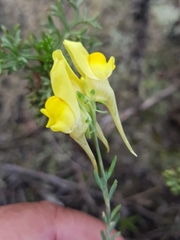 Linaria polygalifolia polygalifolia