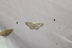 Cyclophora pendulinaria