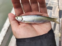 Hemiculter leucisculus