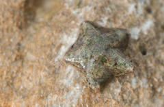Aquilonastra
