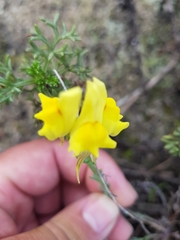 Linaria polygalifolia polygalifolia