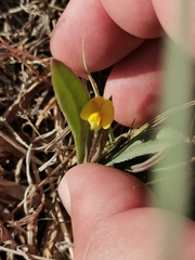 Scorpiurus muricatus