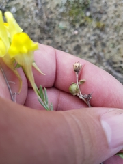 Linaria polygalifolia polygalifolia