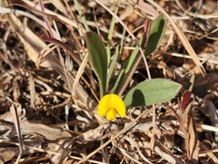 Scorpiurus muricatus