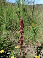 Satyrium ligulatum