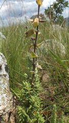 Syncolostemon