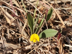 Scorpiurus muricatus