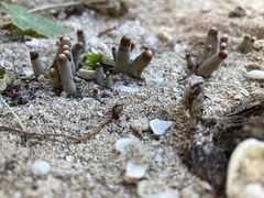 Xylaria polymorpha