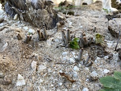 Xylaria polymorpha