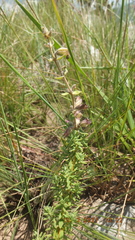 Syncolostemon