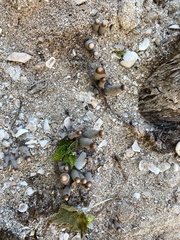 Xylaria polymorpha