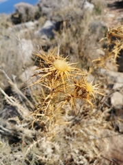 Carlina corymbosa